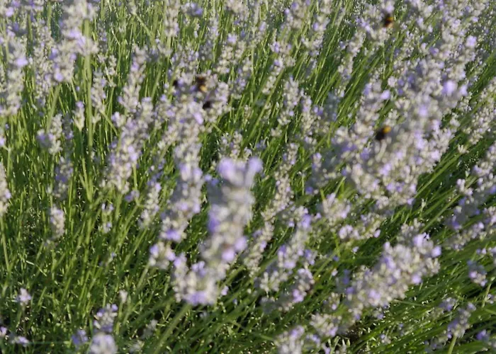 Bel-endroit Bed and Breakfast 4*