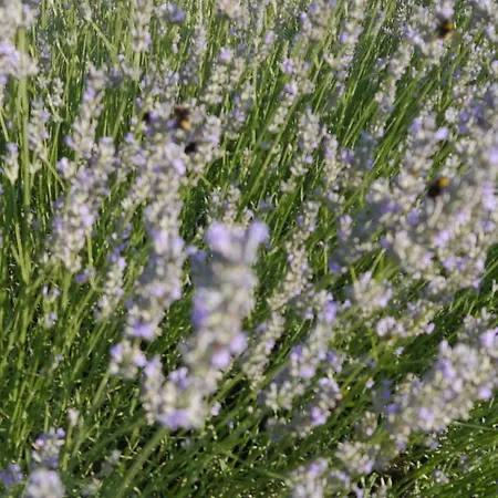 Bel-endroit Oda ve Kahvaltı 4*